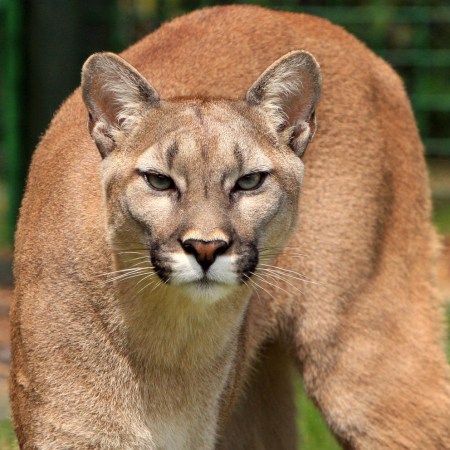 A photo of a puma.